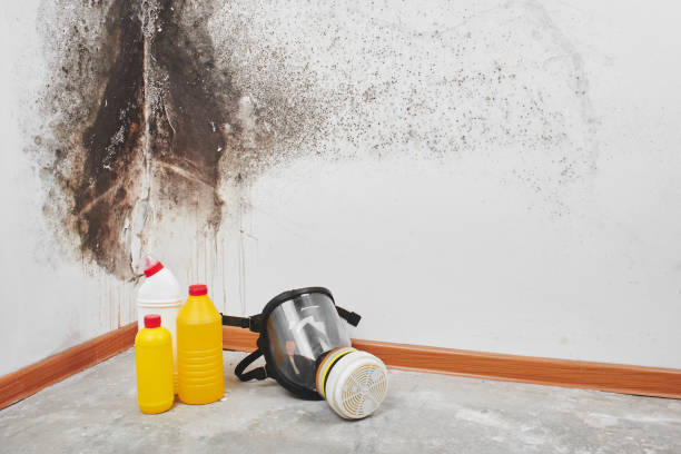 Best Health and Safety Mold Remediation in Dry Run, OH