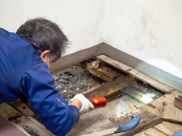 Best Crawl Space Mold Remediation in Dry Run, OH