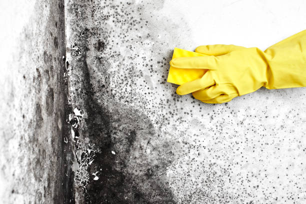 Best Industrial Mold Remediation in Dry Run, OH