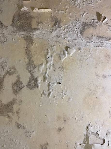 Best Insurance-Related Mold Remediation in Dry Run, OH