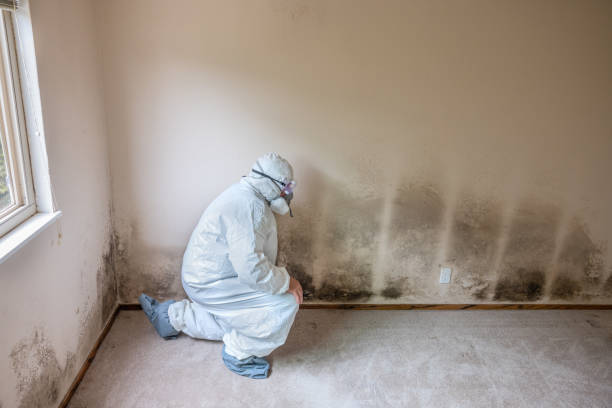 Best DIY Mold Remediation Support Services in Dry Run, OH
