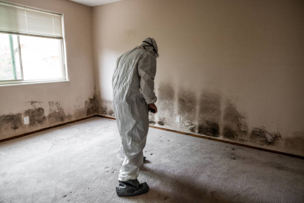 Best DIY Mold Remediation Support Services in Dry Run, OH