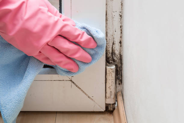 Best Mold Remediation for Specific Building Types in Dry Run, OH